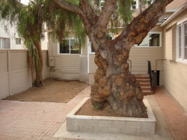 Rear Yard After